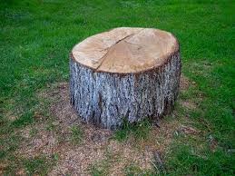 How Our Tree Care Process Works  in  Archer, FL